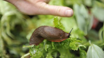 Monty Don tips on slugs and snails