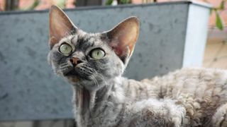 a blue-grey cat with pixie-like features, such as pointy ears and a slender face