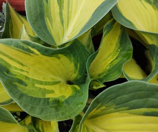 Closeup of a variegated hosta