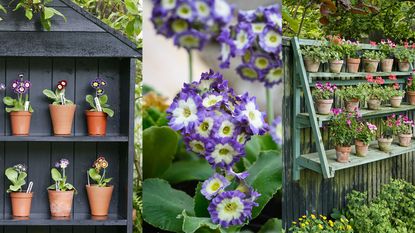 3 images showing auricula theaters and auricula plants 