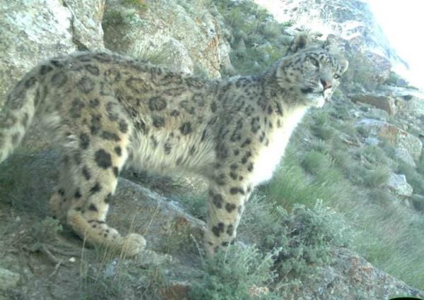 Snow leopard close-up. 