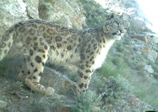 Snow leopard close-up.
