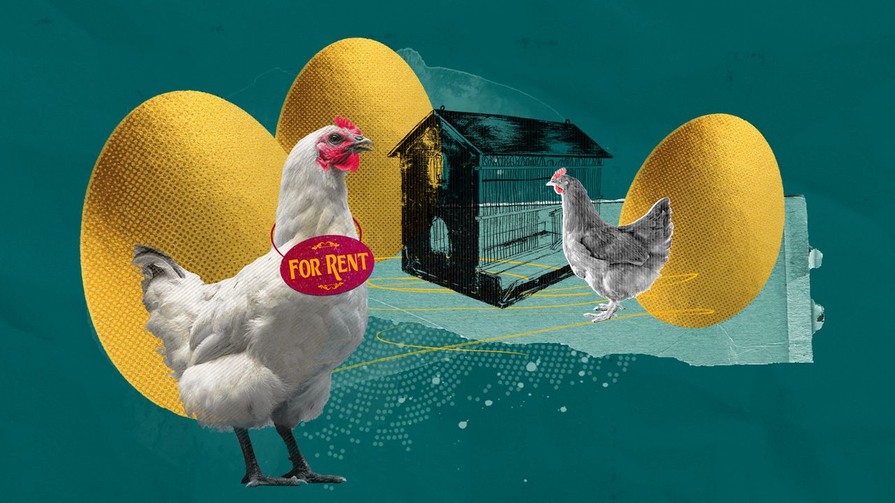 Illustration of chicken wearing &quot;for rent&quot; sign standing next to a coop with golden eggs in the background