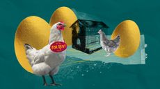 Illustration of chicken wearing "for rent" sign standing next to a coop with golden eggs in the background