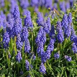Thompson &amp;amp; Morgan 170 X Muscari Armeniacum Bulbs