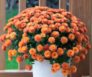 chrysanthemums growing in a large white pot