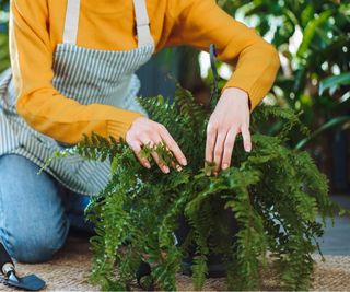 Prune Boston fern