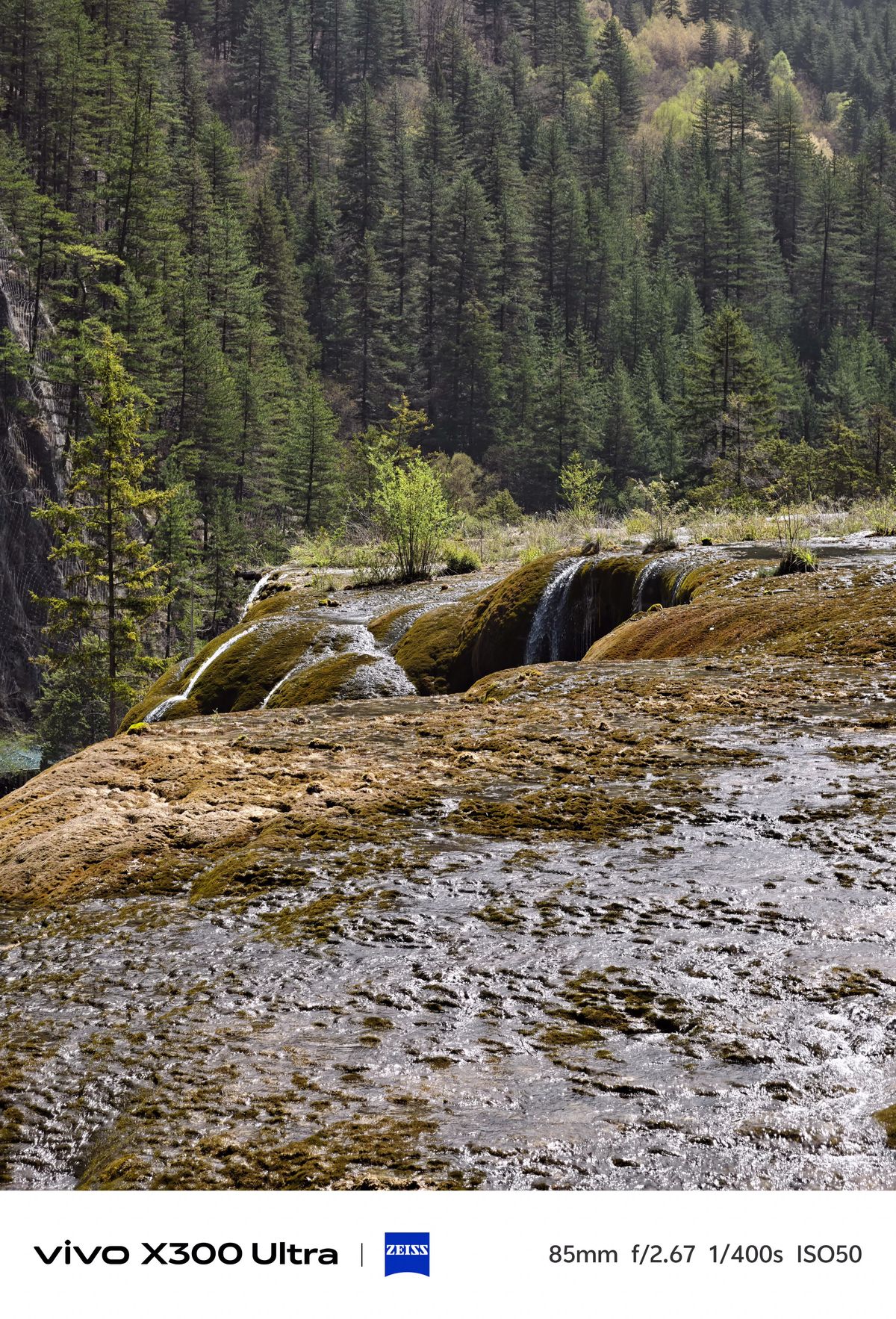Small streams of water cascading over a wide, mossy travertine terrace with a dense pine forest backdrop.