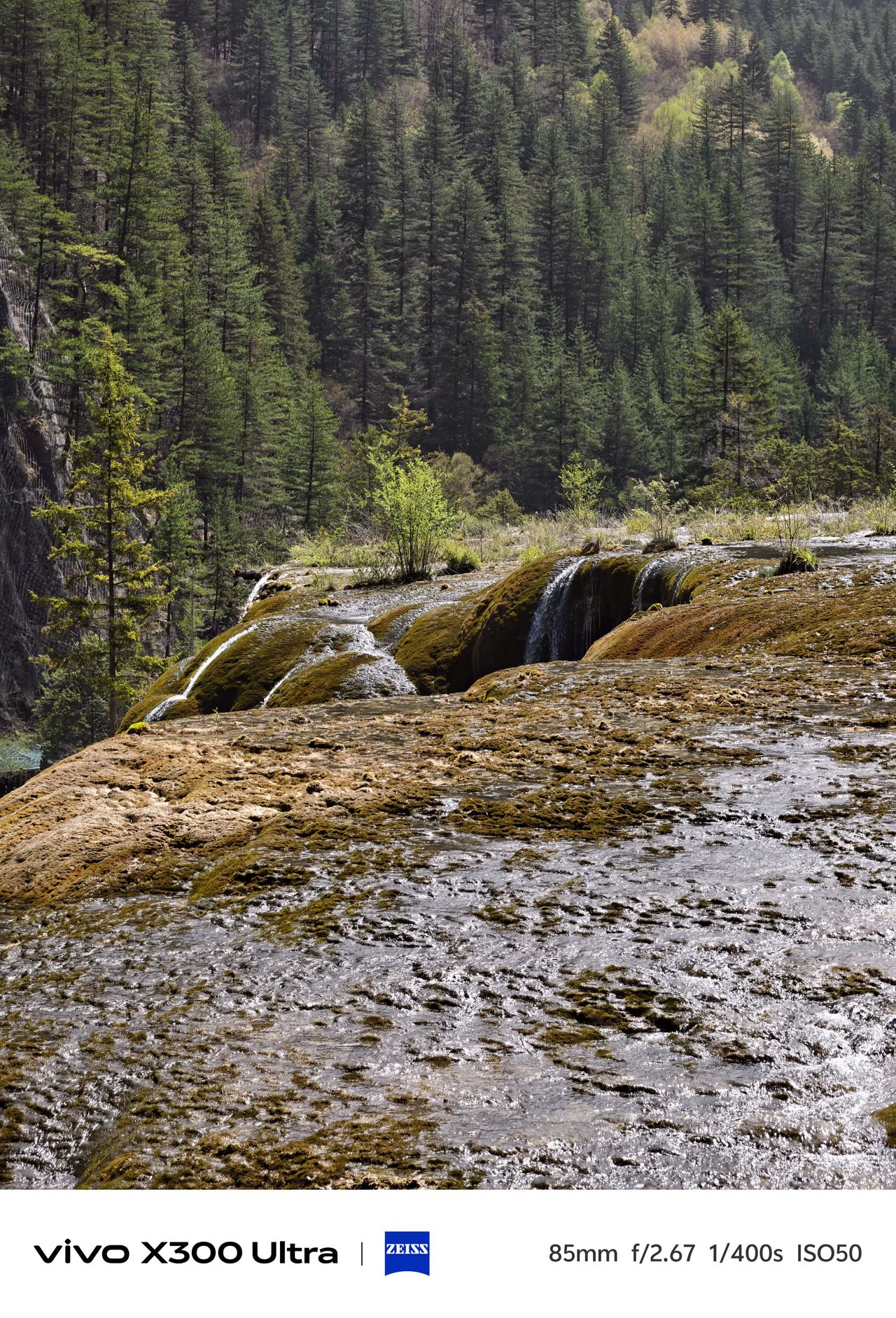 Small streams of water cascading over a wide, mossy travertine terrace with a dense pine forest backdrop.