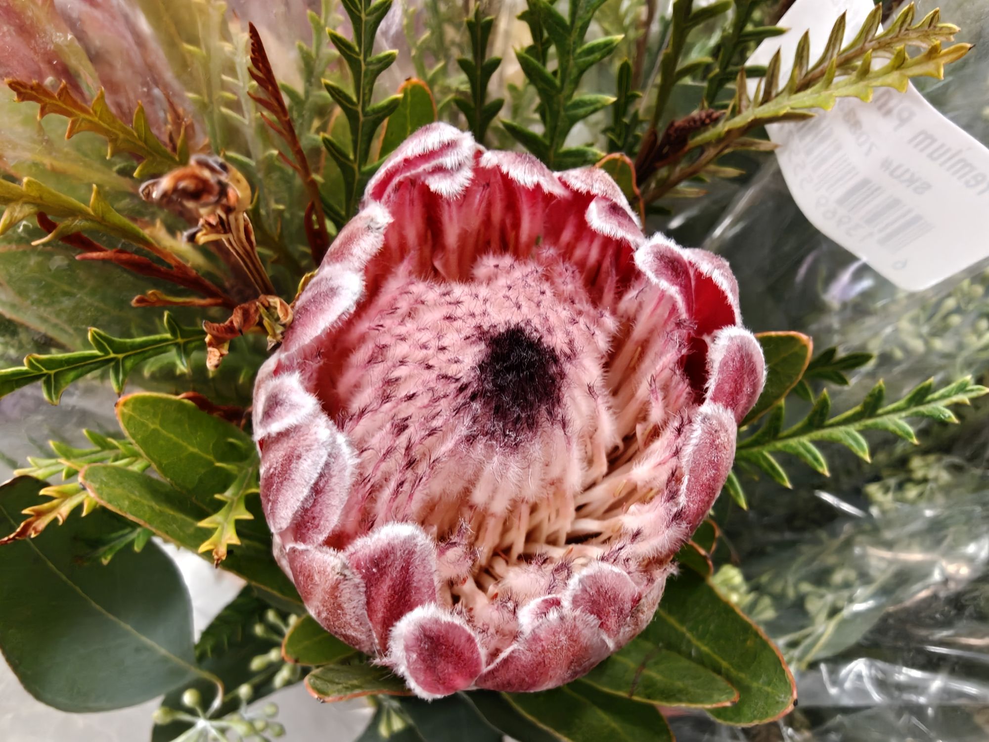 OnePlus 15  camera sample.