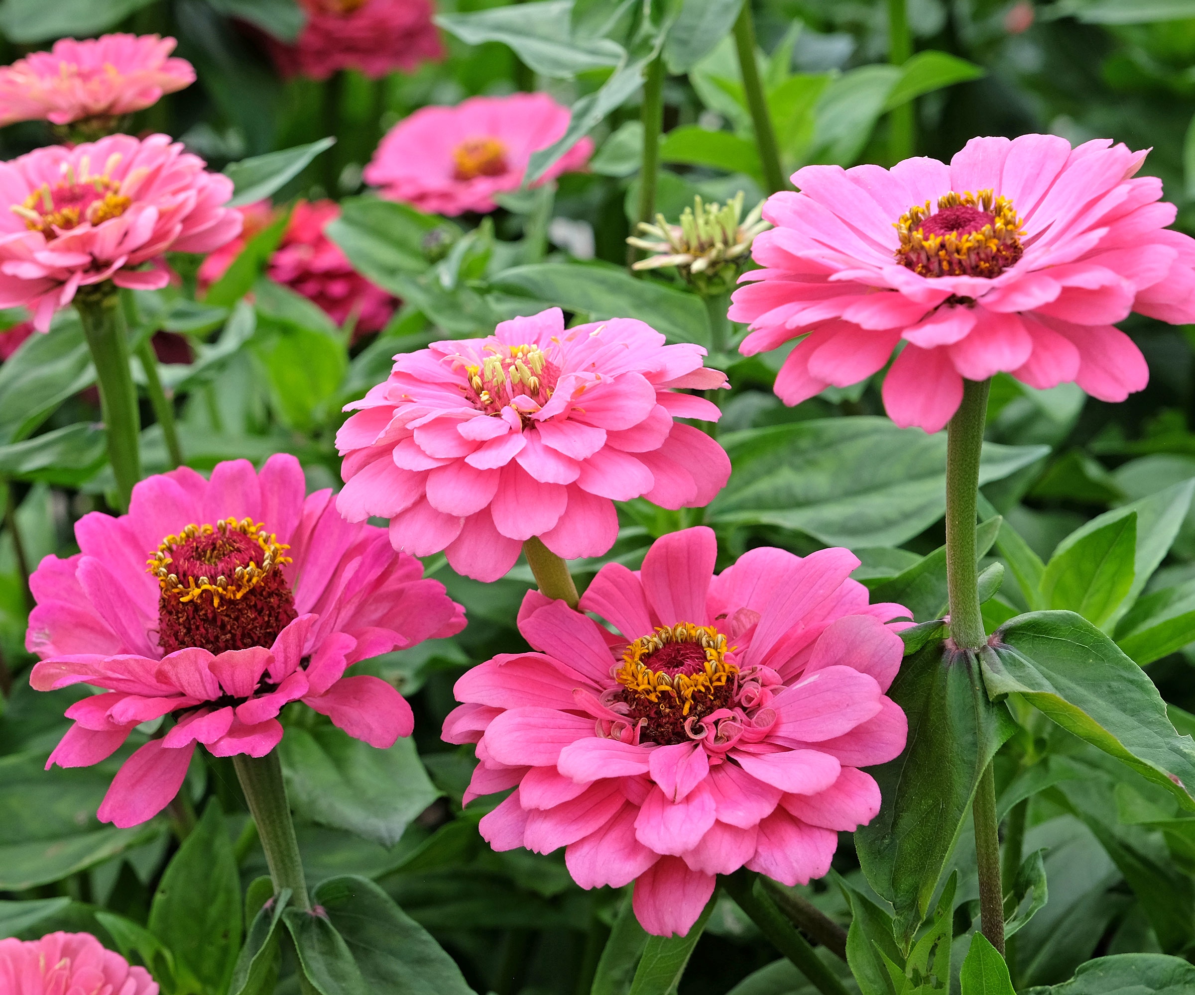 pink zinnias growing in garden bed