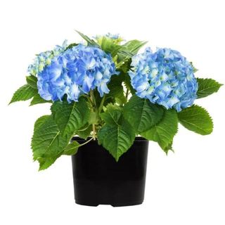 Altman Plants Blue Hydrangea Live Plant Pot