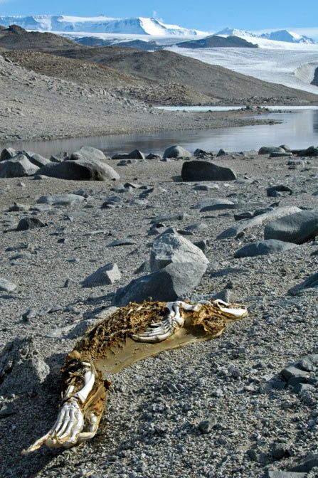 A seal carcass in one of the Dry Valleys of Antarctica in a stage of advanced mummification.