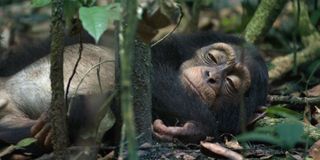 A sleeping chimp in Chimpanzee