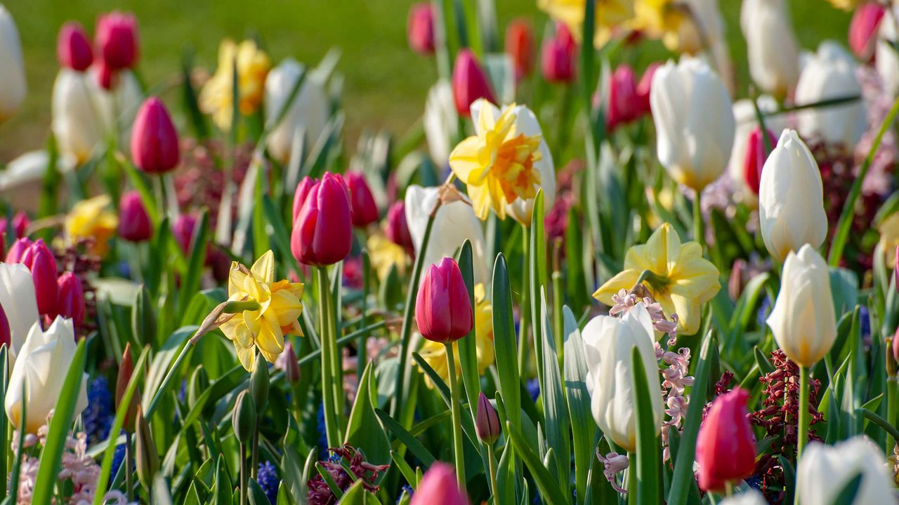 colorful spring bulbs