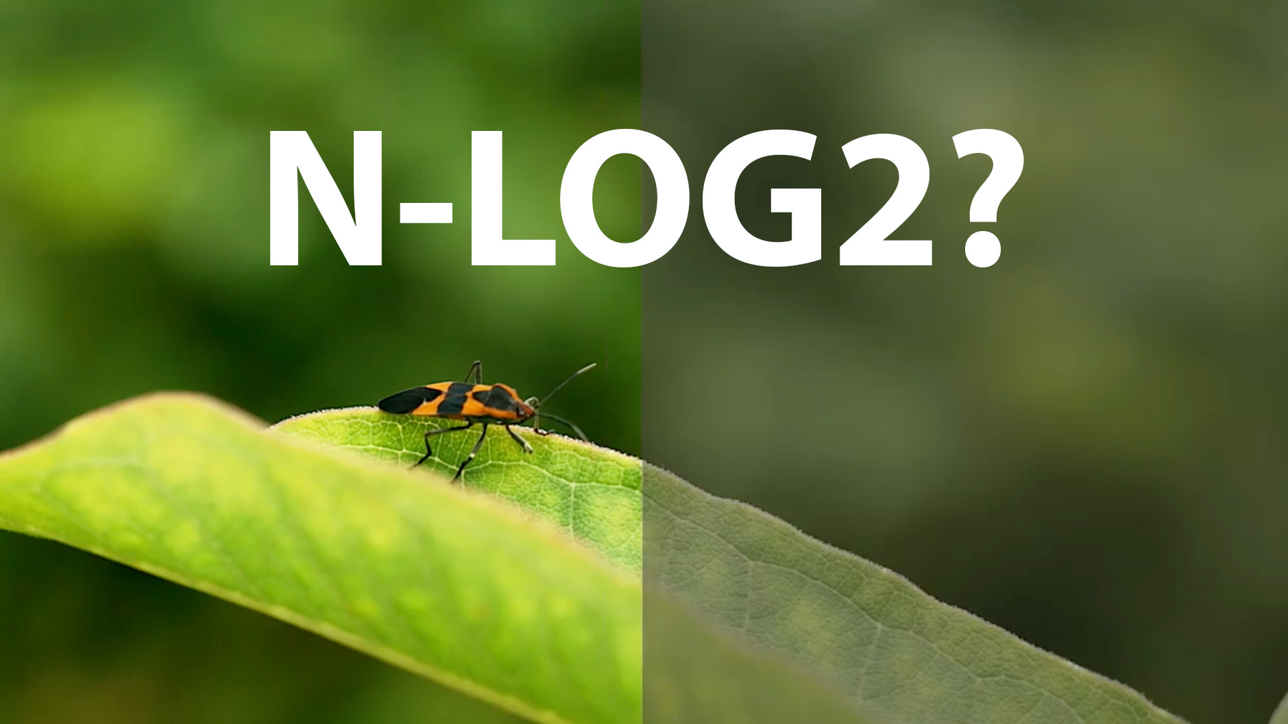 Screenshot from Nikon showing N-Log (right) and applied Nikon LUT (left)