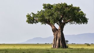 baobab tree used for baobab oil