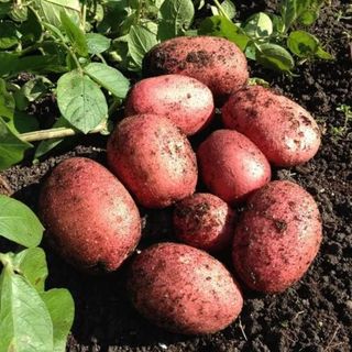 First and second early potatoes