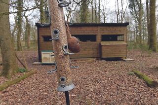 a bird hide in the background with feeders in front