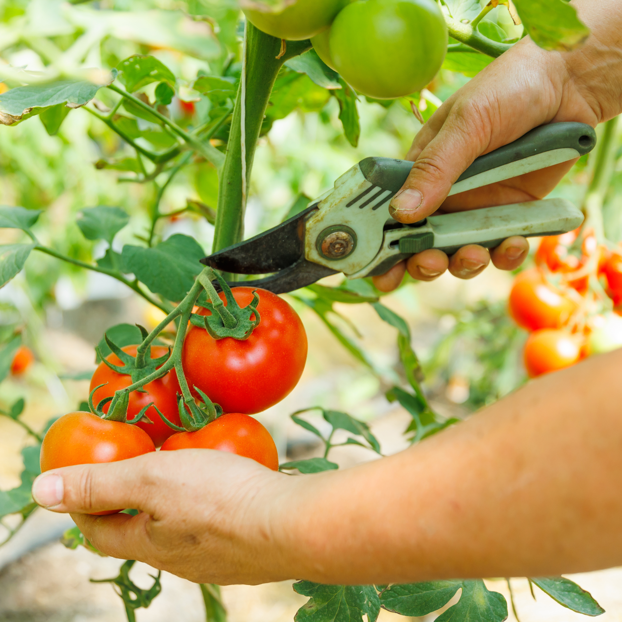 hands pruning tomato plant 
