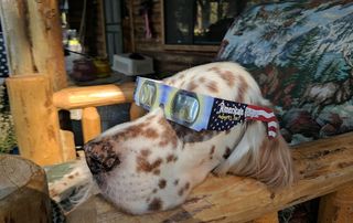 An english setter wearing eclipse glasses
