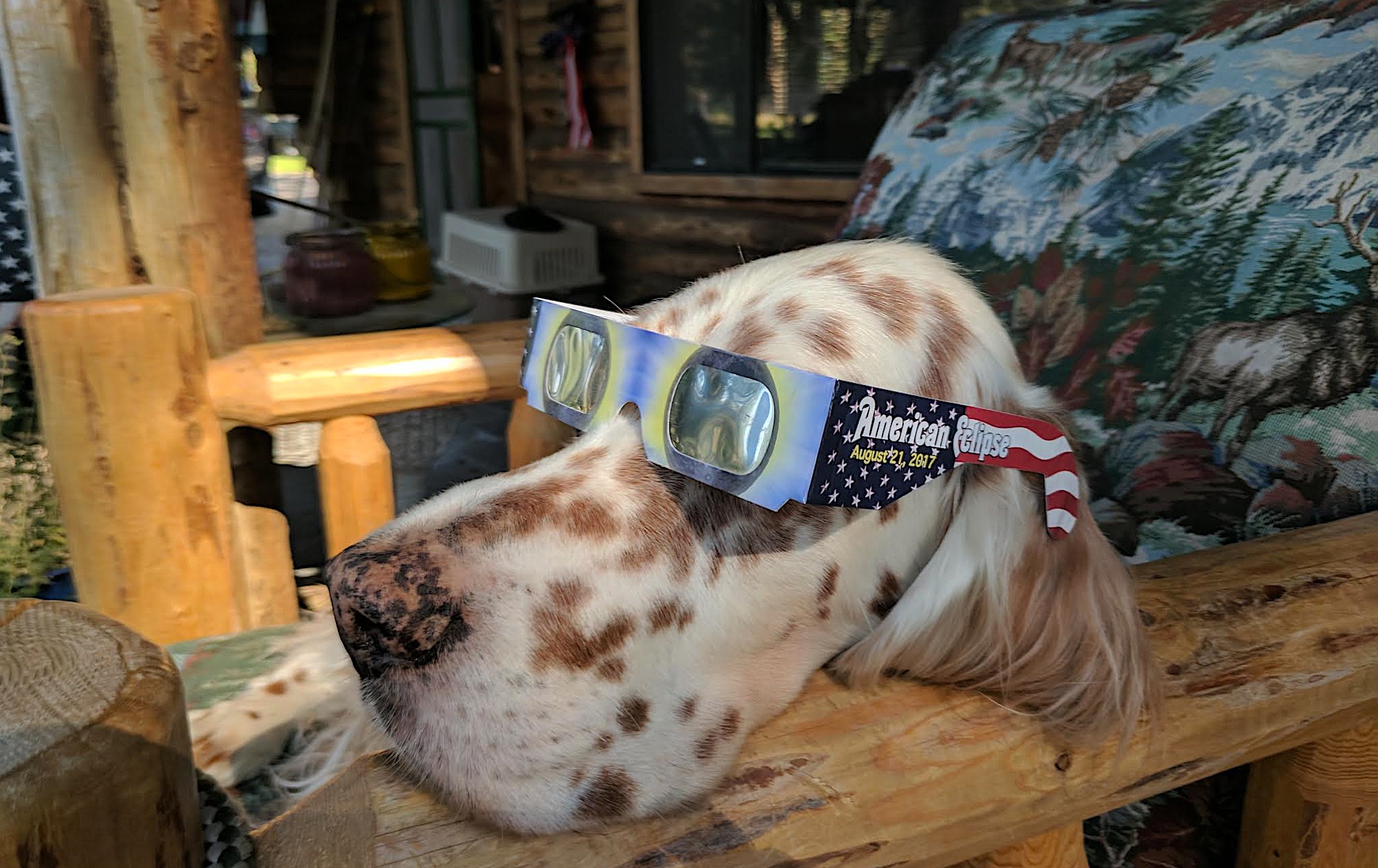 My dogs and I watched the 2017 total solar eclipse, but we wont travel for this one