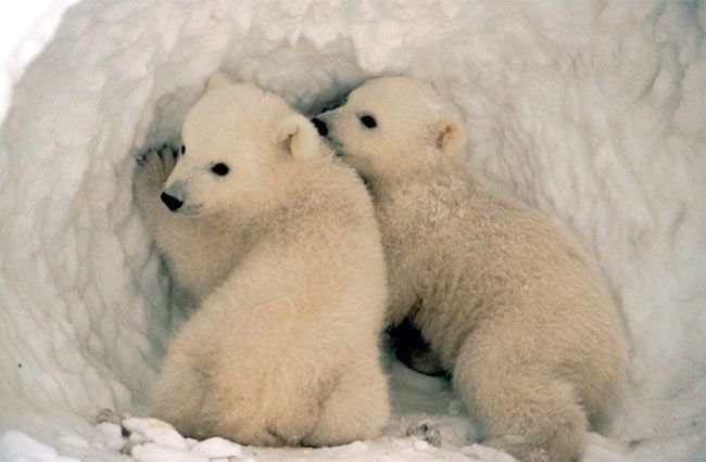 Polar Bears Evolved Just 150,000 Years Ago
