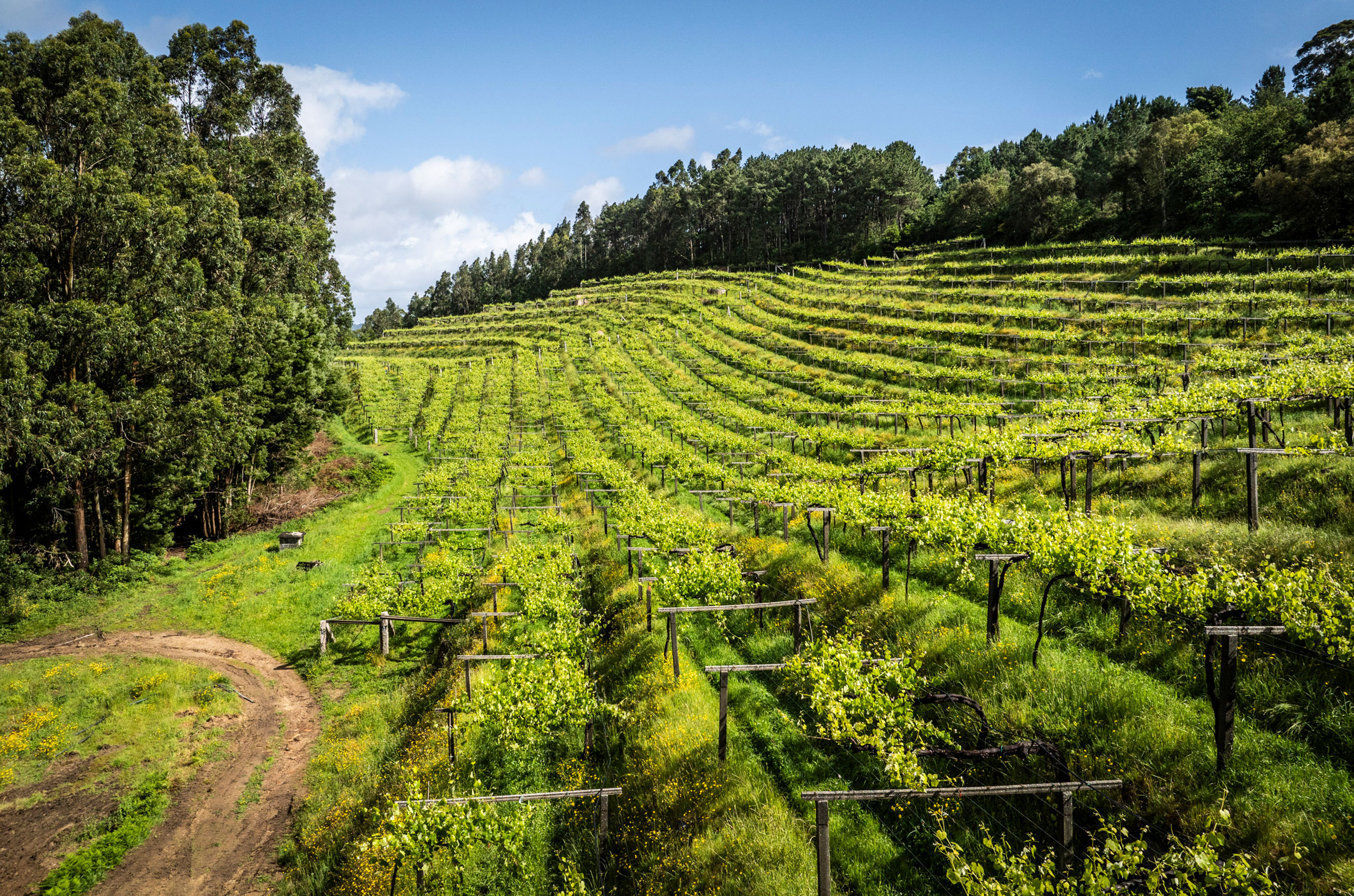 Mar de Frades vineyards