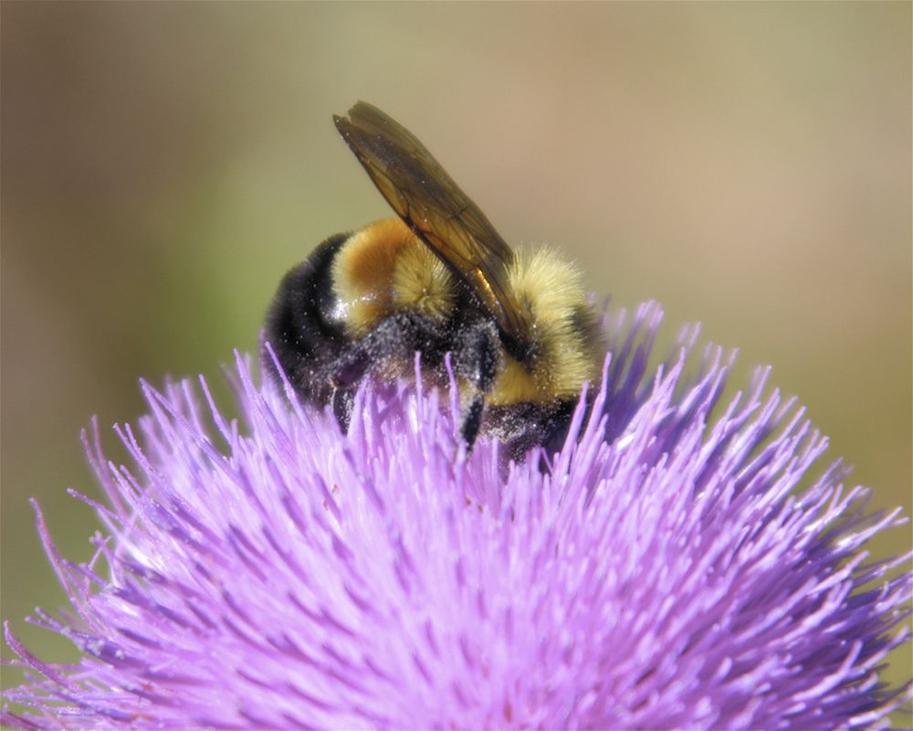 A rusty patched bumblebee collects pollen and nectar from a flower.