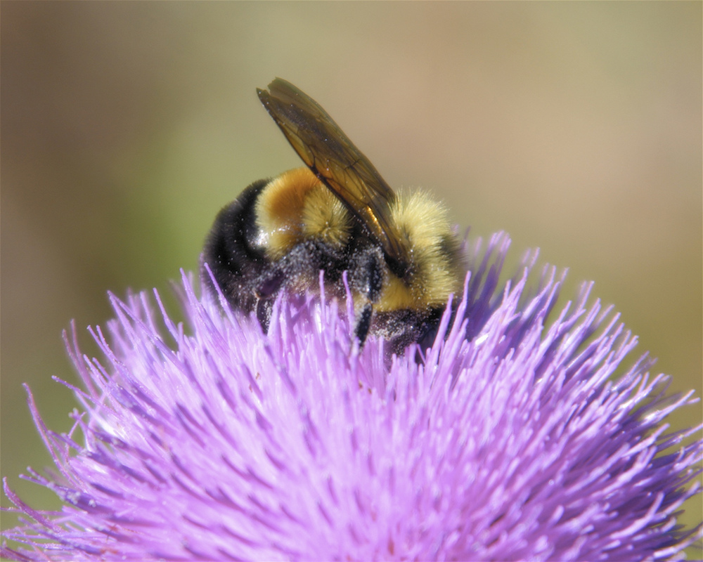 Scientists need your help spotting cute, fuzzy bumblebees in