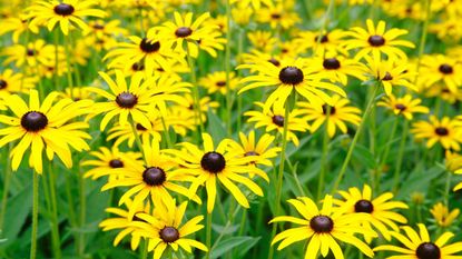 Black Eyed Susans