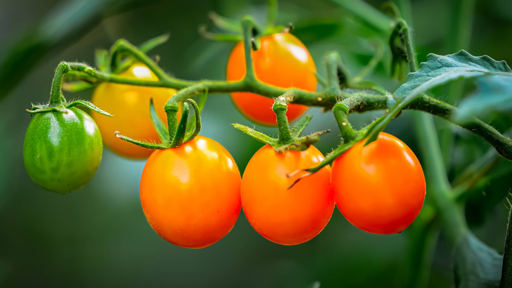 Bright yellow cherry tomatoes on the vine