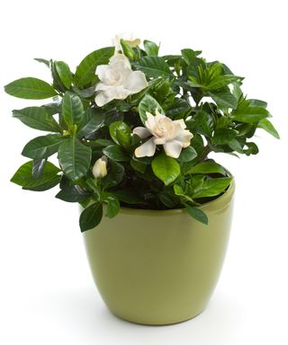 Gardenia (Gardenia jasminoides) in Flower Pot
