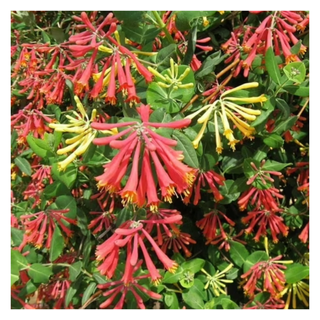 A coral honeysuckle shrub