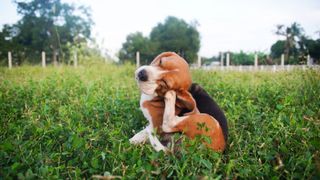 dog scratching its face using its hind leg, while sitting down in a field