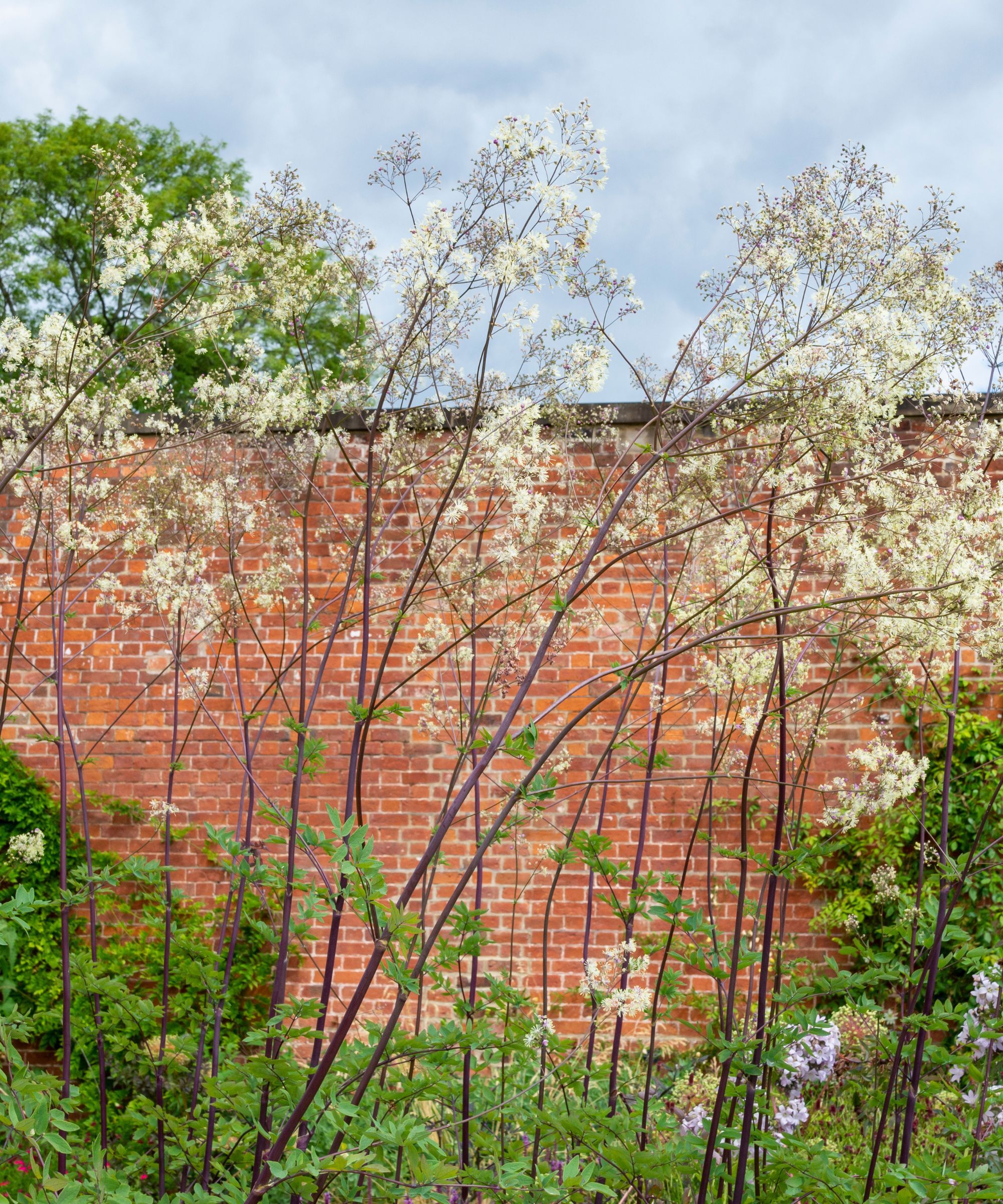 Thalictrum Elin