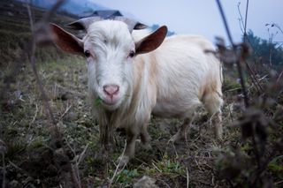goats-communicate-eyes