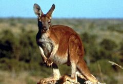 Marie Claire World News: Kangaroo