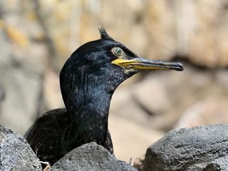 Seabird on rock