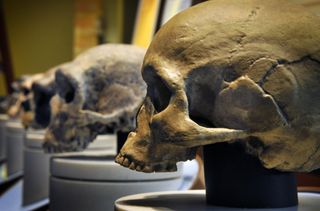 row of skulls on stands in a museum exhibition with homo sapien specimen at the end
