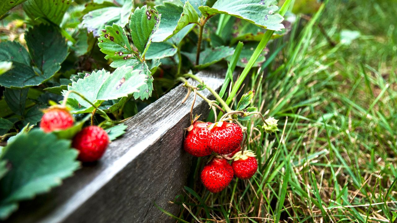 strawberries in raised beds