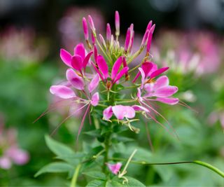 Pink Cleome Flower