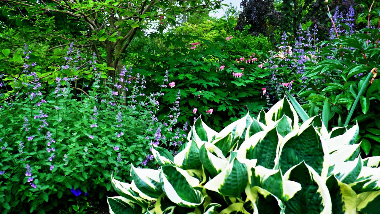 Hostas growing alongside flowers in a shady garden