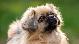 Close up of Tibetan Spaniel