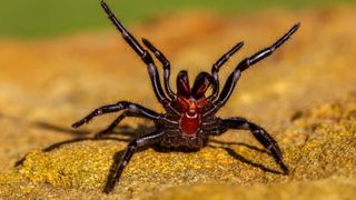 Sydney funnel-web spider