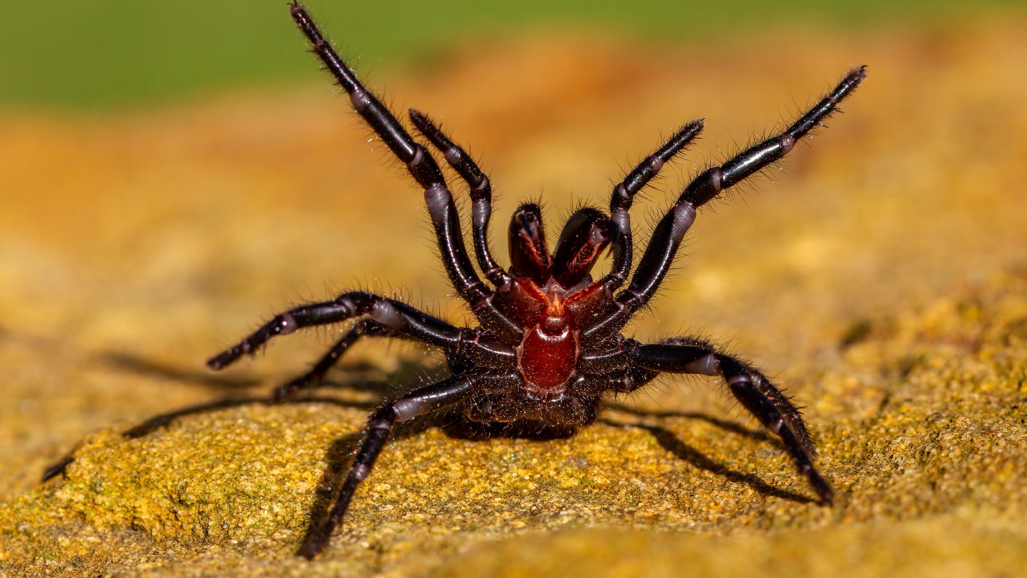 Sydney funnel-web spider