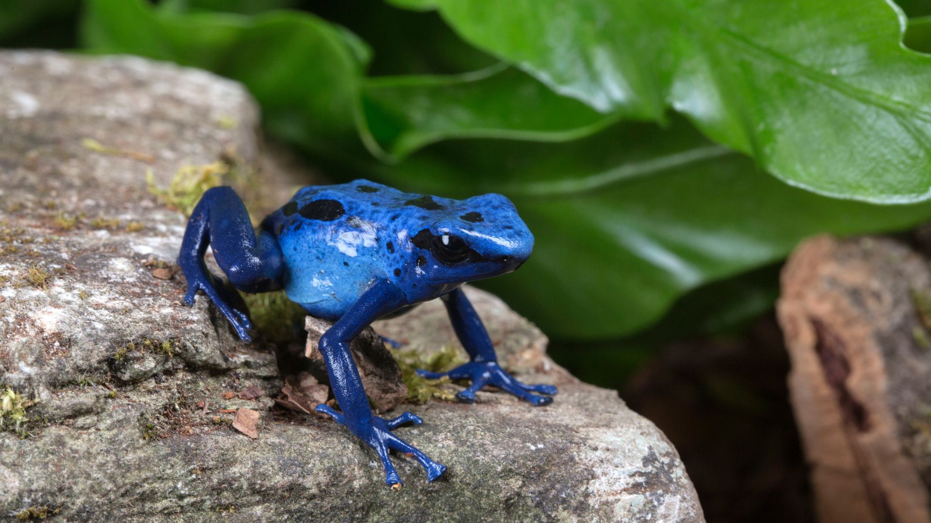 Blue poison dart frog perching on a stone