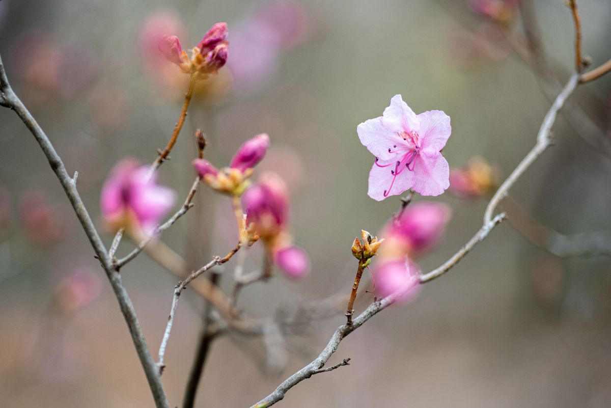 Pink blooms taken with best phone cameras and Nikon D750