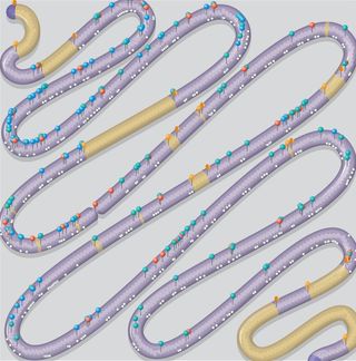 synthetic yeast chromosome