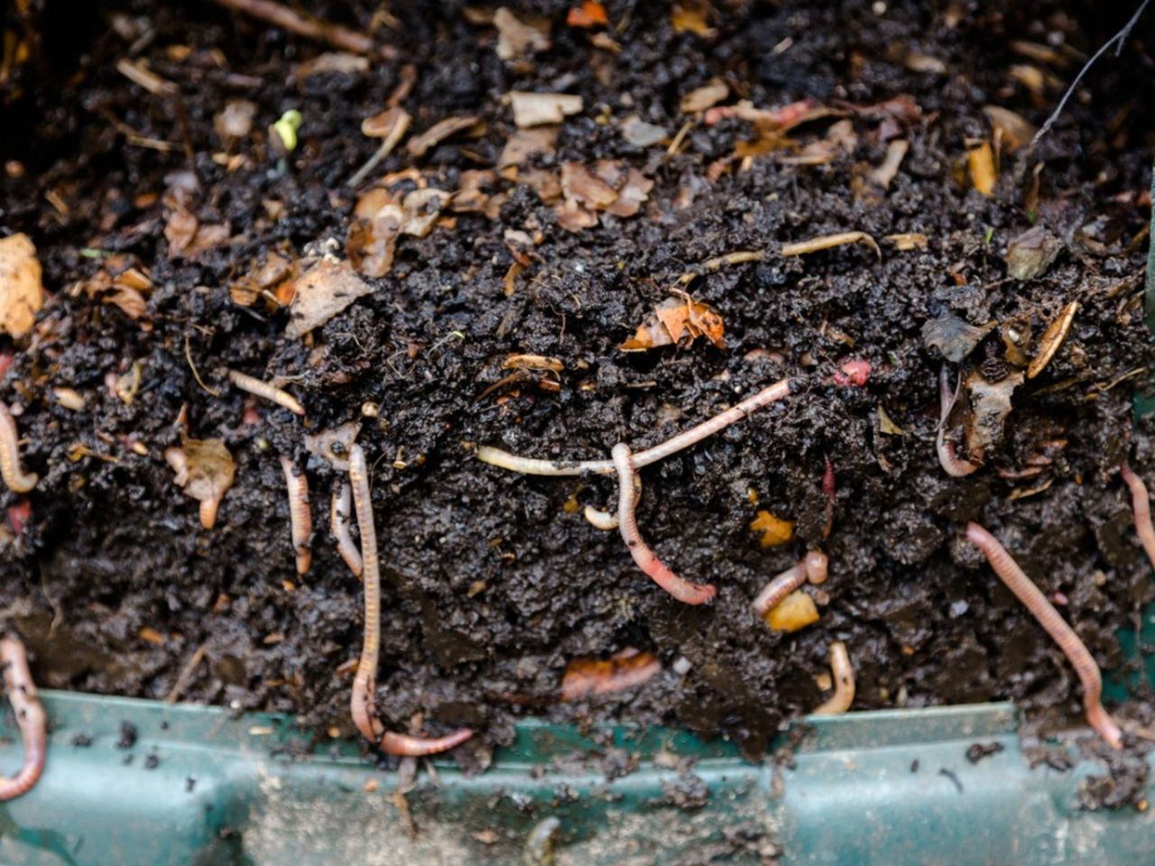 Worm Compost Bin